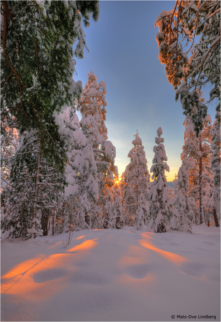 vinterskymning skog molfoto