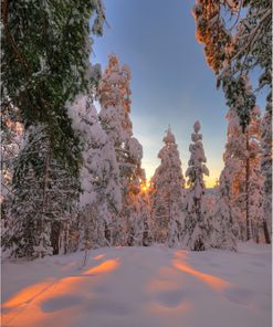 vinterskymning skog molfoto